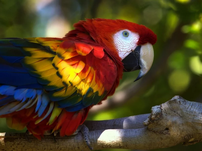 ара, Macaw, животных, parrots, animals, попугаев