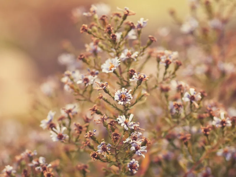 природа, цветы, autumn, nature, комнаты, осень, flowers, room