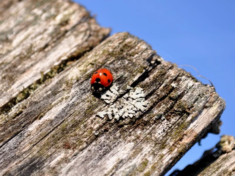 insects, насекомых