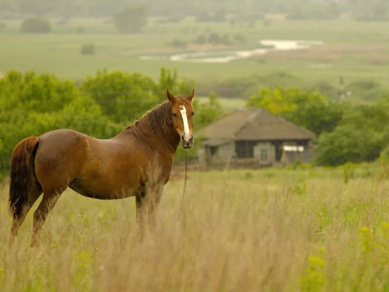horses, лошади