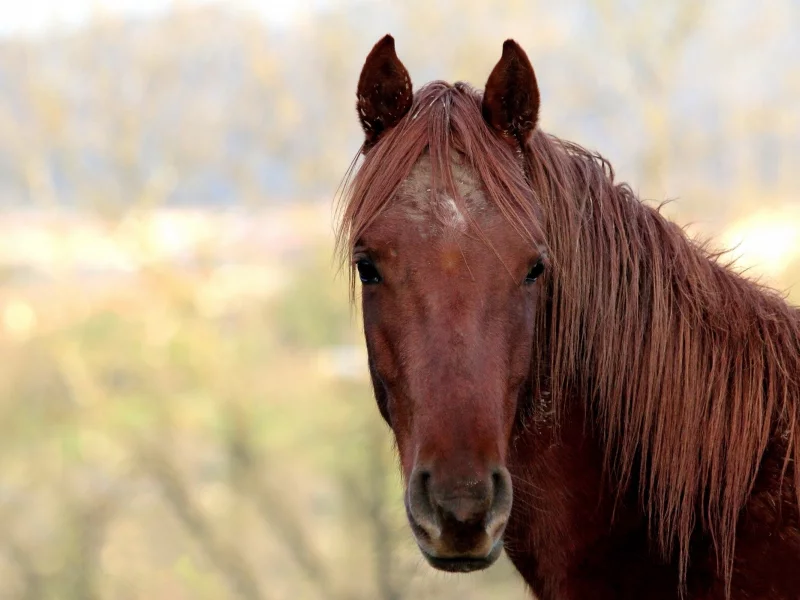 horses, лошади