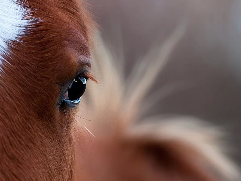 лошади, horses