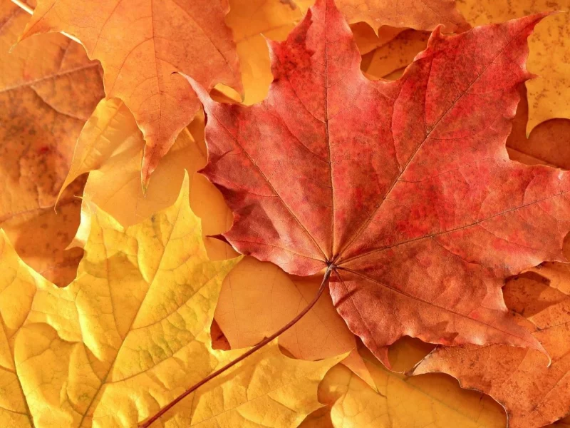 2013, nature, 2, природа