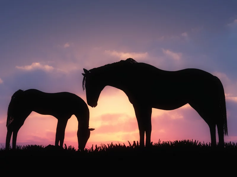 horses, 