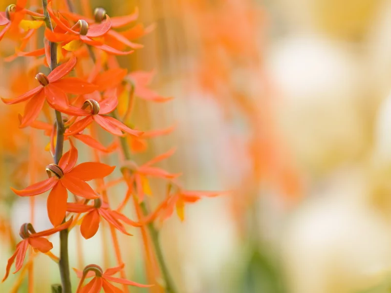 Flora, plants, 