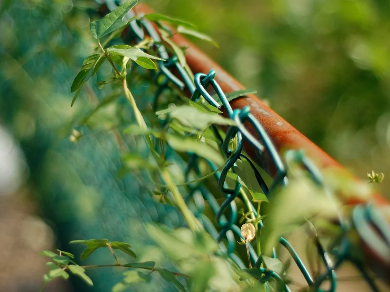 , fences, macro, nature, depth of field, leaves