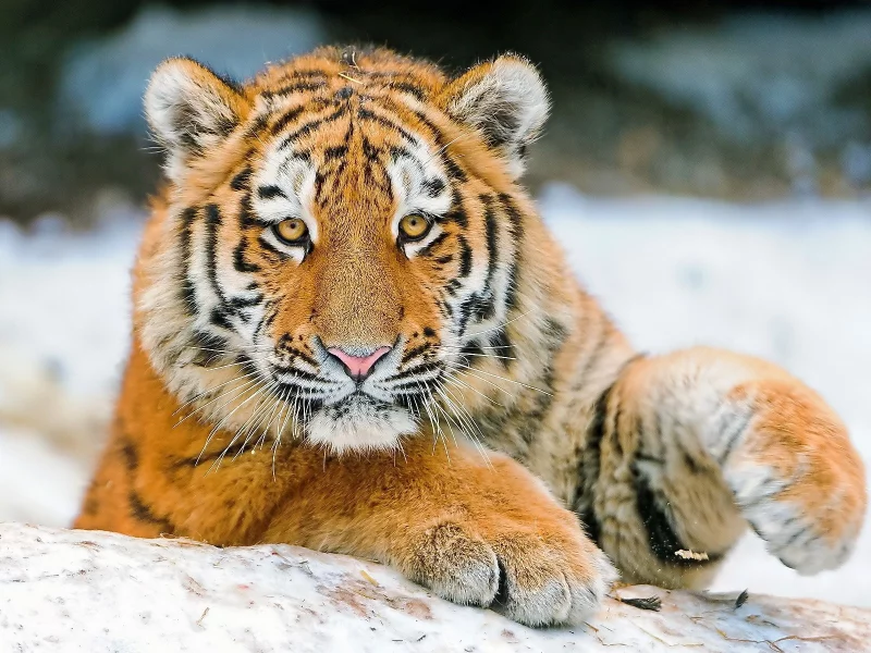 animals, тигры, животные, кошки, tigers, feline