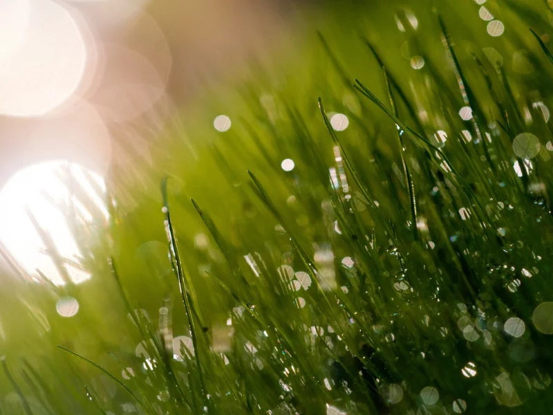macro, макро, nature, природа