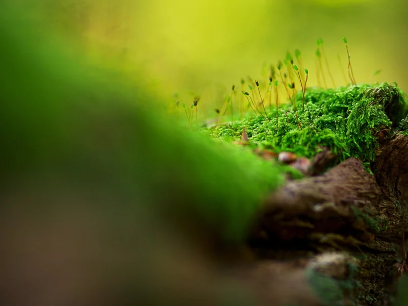 nature, макро, macro, природа
