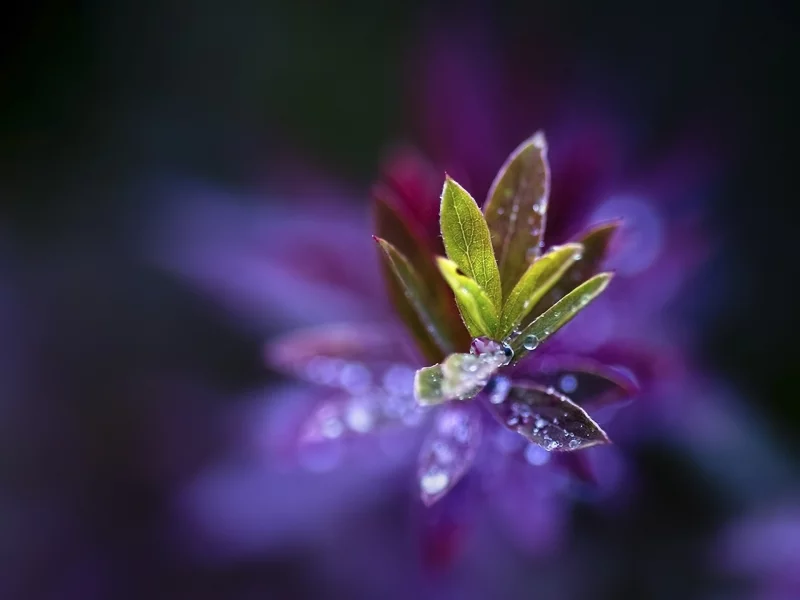 plants, растениях