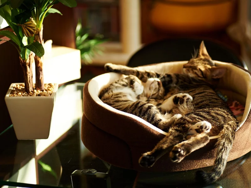 cats, кошки