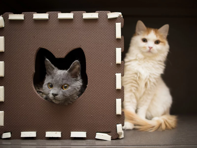 кошки, cats