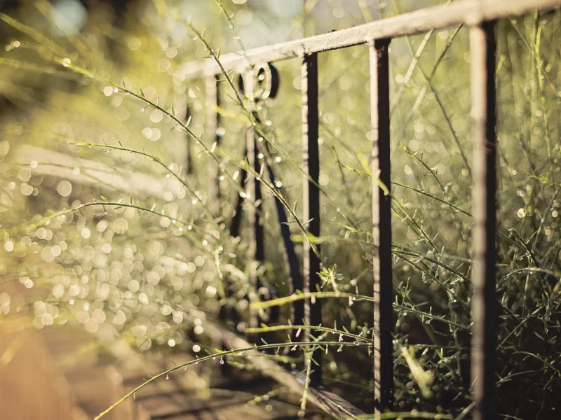 plants, 