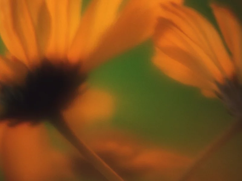 flowers, , plants
