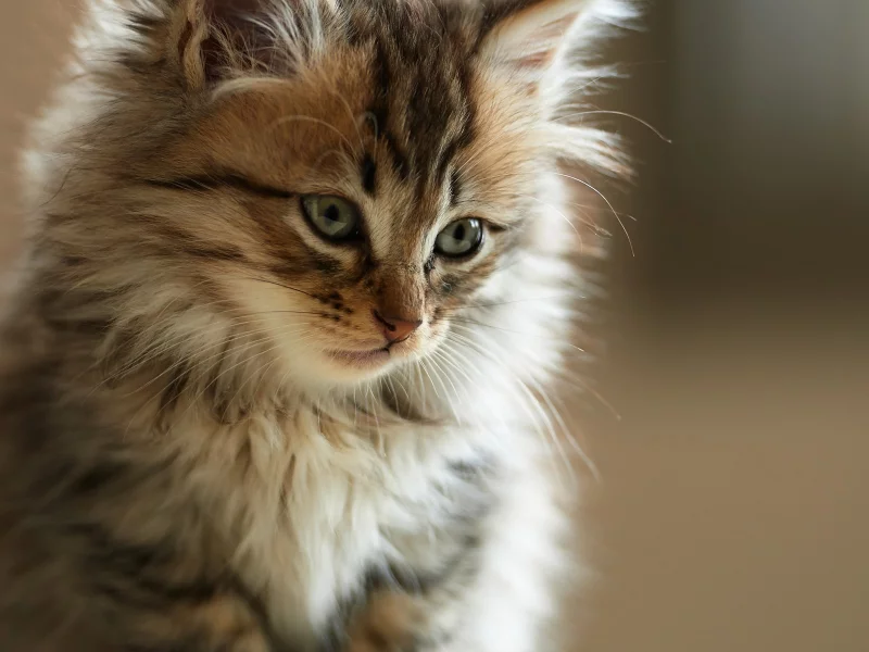 faces, animals, , cats, furry