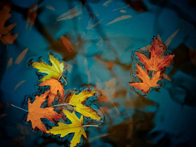 Листья, озер, leaves, lakes