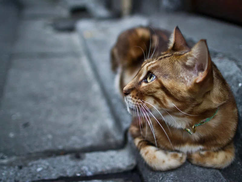 животные, animals, кошки, cats