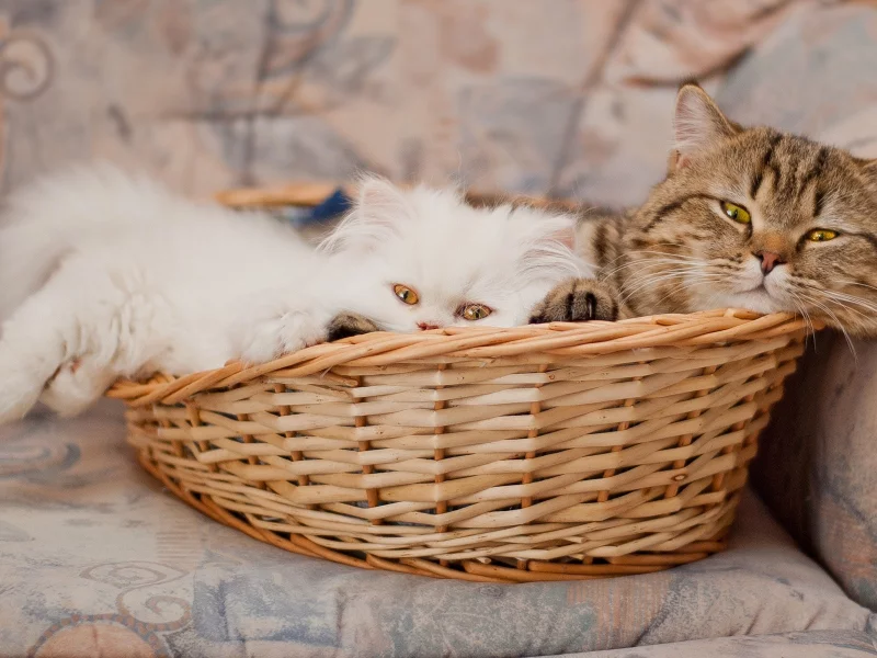 animals, cats, кошки, животные
