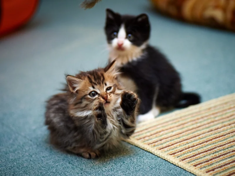 кошки, animals, животные, cats