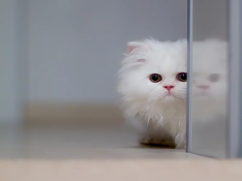 cats, animals, кошки, животные
