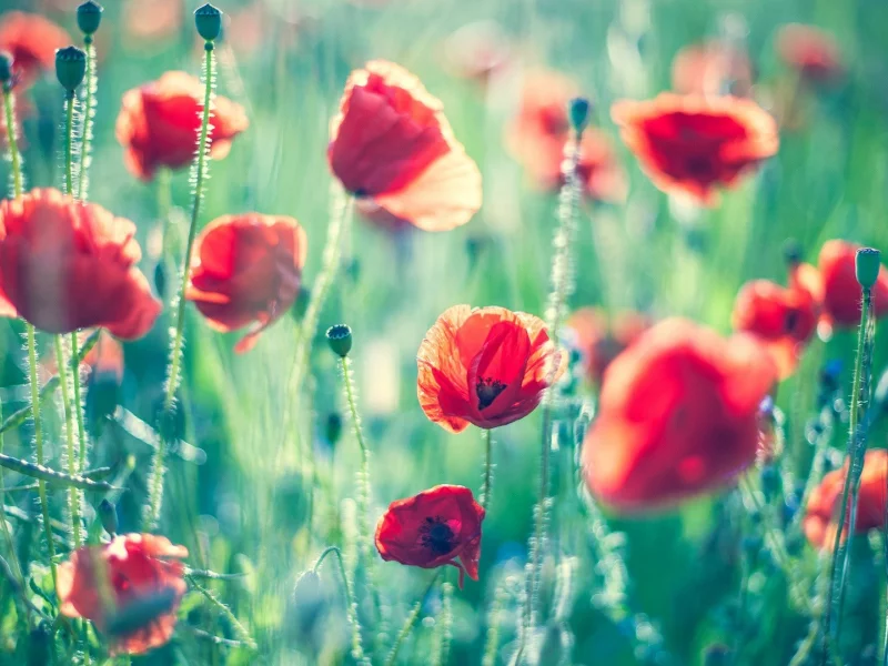 , nature