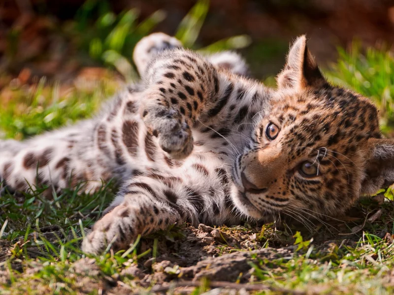 , feline, animals, Gatos