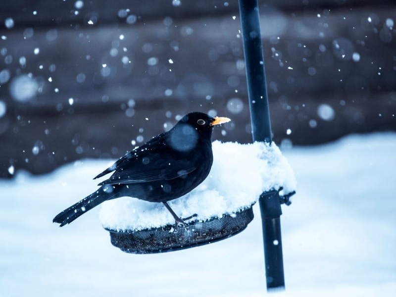 зима, Black Bird, nature, snow, черные птицы, птицы, природа, birds, winter, снег