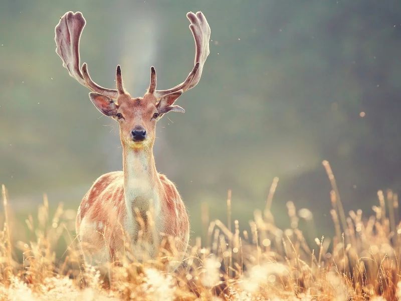 олени, deer, animals, животные