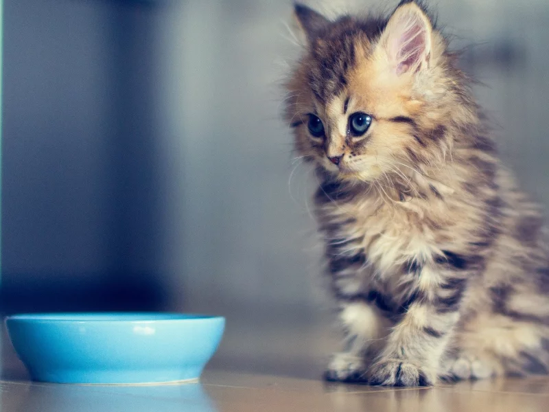 food, животные ребенка, еда, baby animals, Кошки, cats