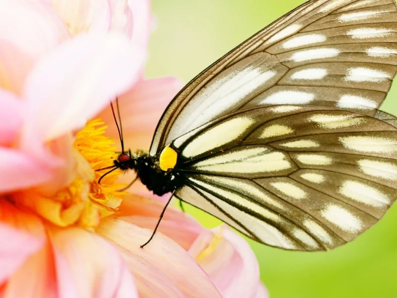 flowers, nature, insects, pink flowers, pink, brown, butterfly wings, butterflies, 