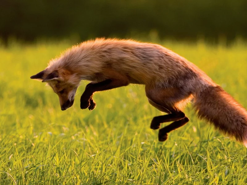 foxes, животные, лисы, animals