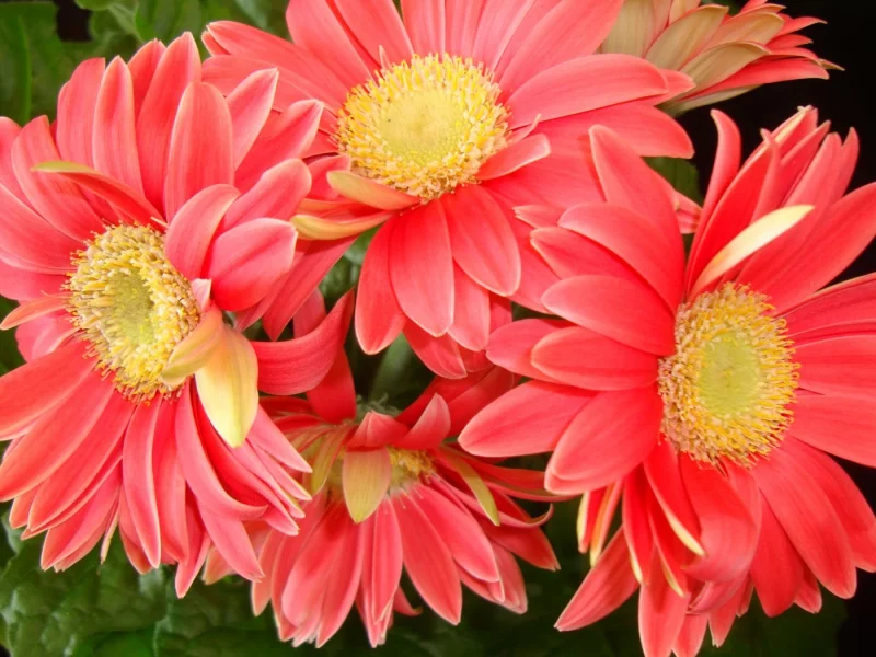 gerbera daisies, красивые, листья, цветы