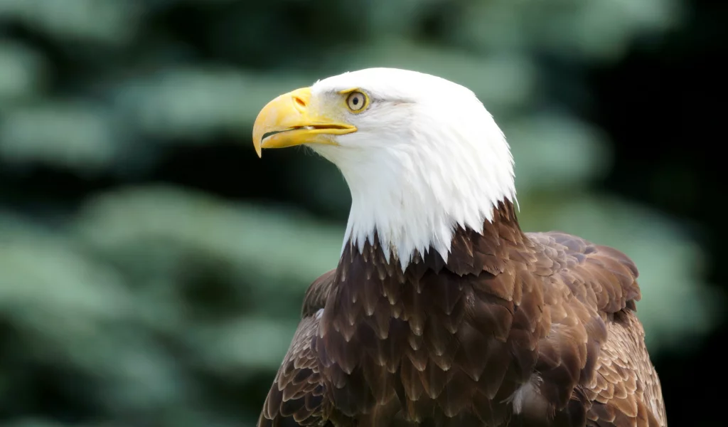 bird, bald eagle, профиль, взгляд, Птица, белоголовый орлан
