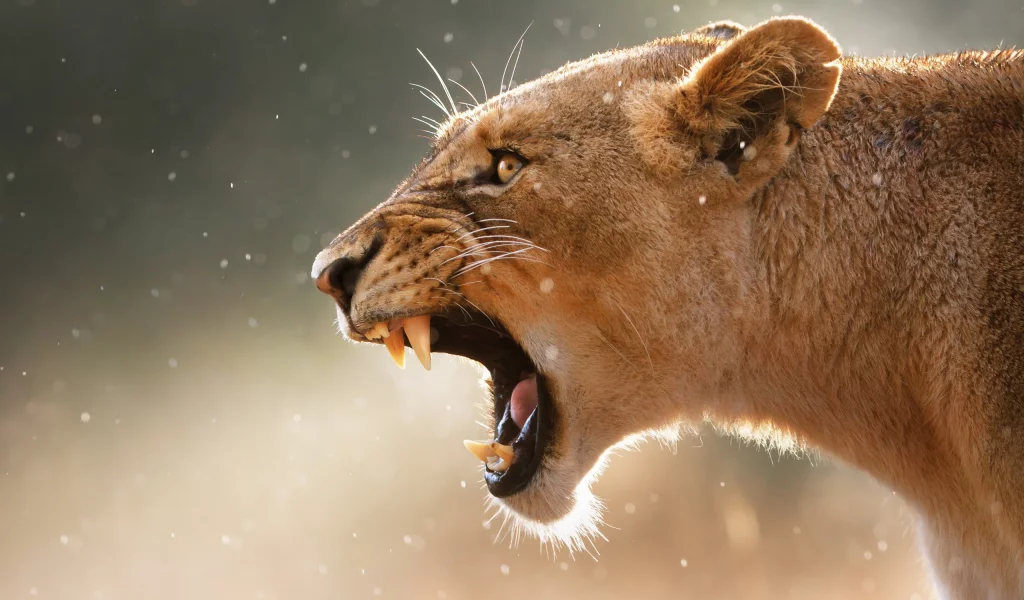 puma, клыки, пума, animals, fangs, lions, львов, животных