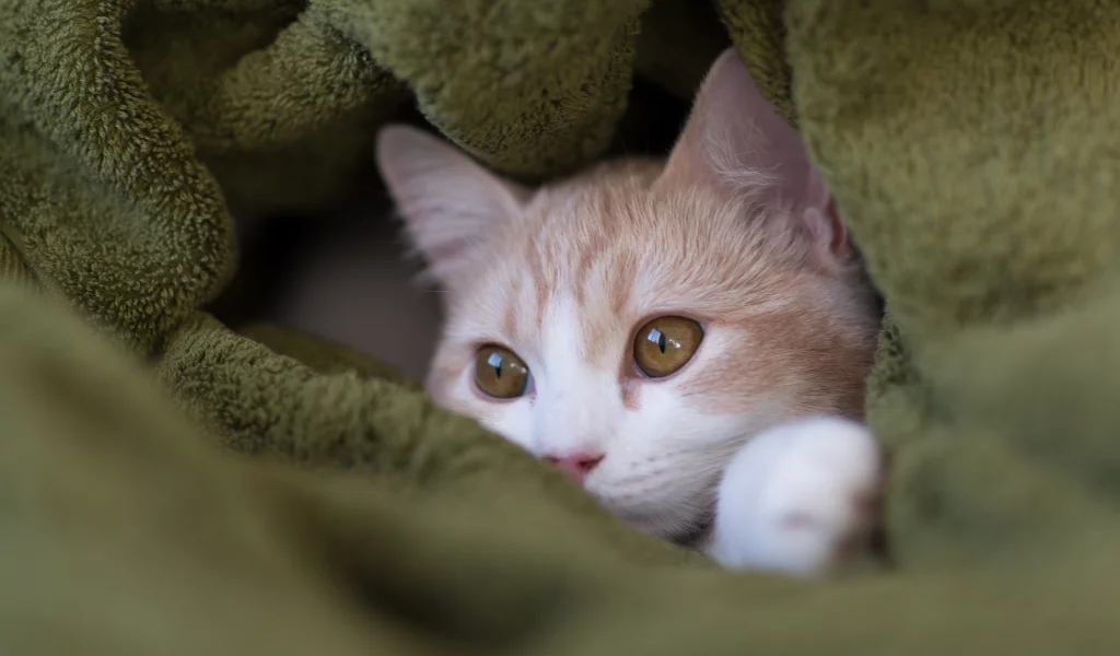 c benjamin torode, hannah, мордочка, плед, Котёнок