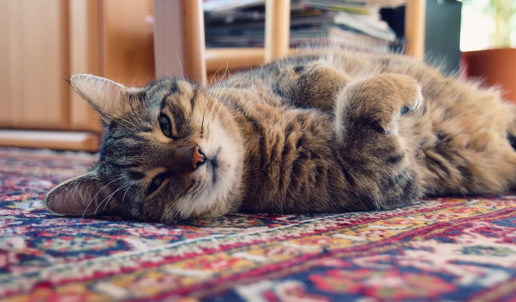 коврик, кот, Котэ, кошка, свет, дом