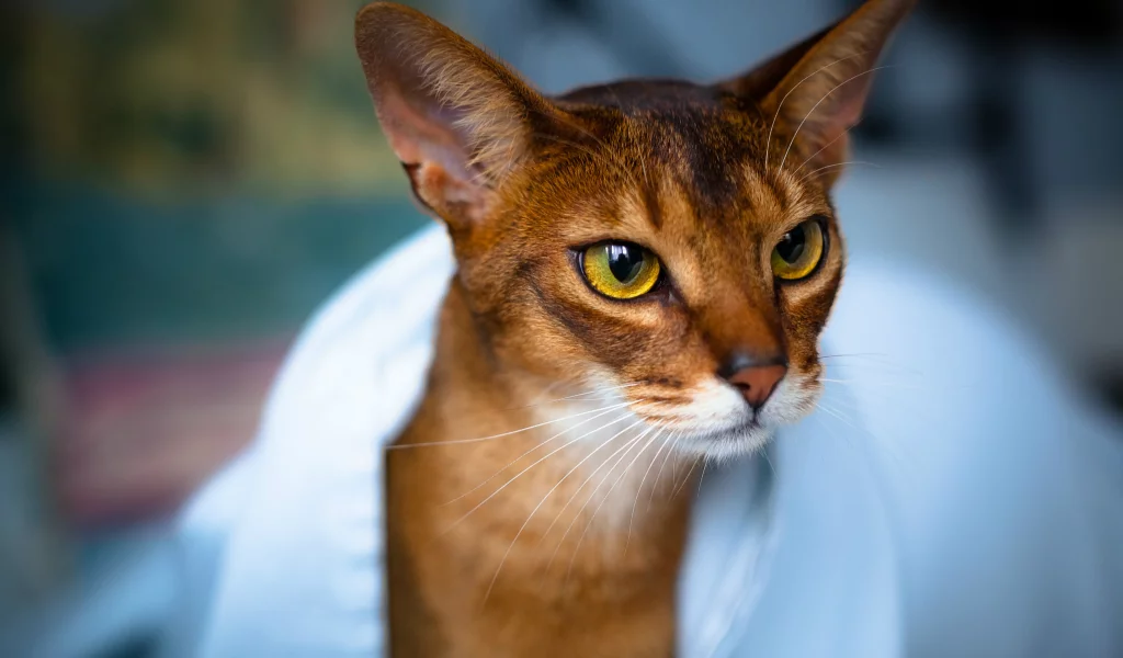 мордочка, взгляд, глаза, Кот, уши, кошка, полотенце