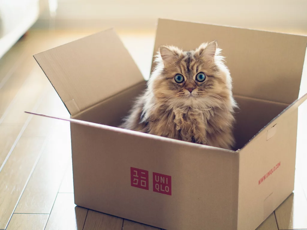 Кошка, torode, коробка