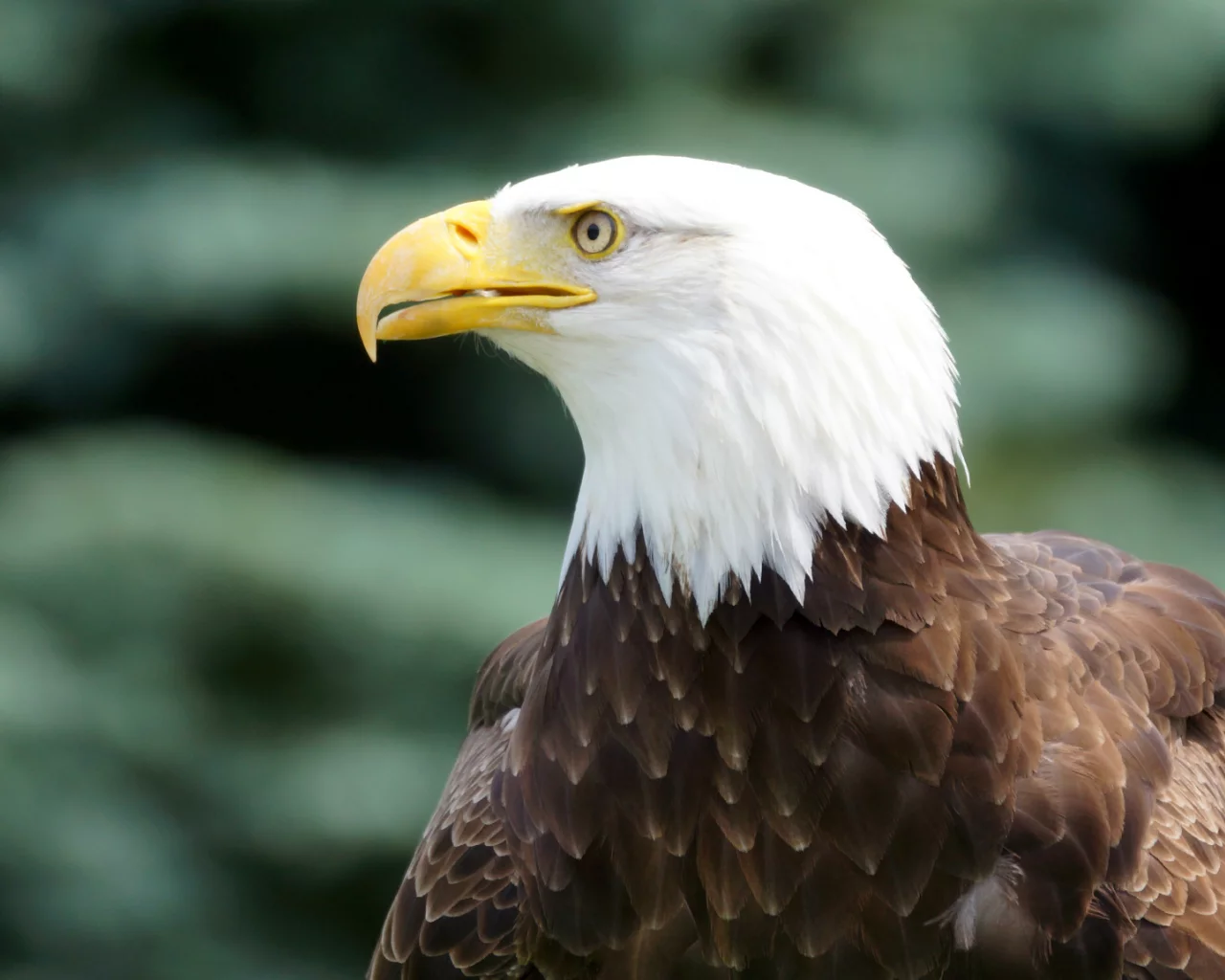 bird, bald eagle, профиль, взгляд, Птица, белоголовый орлан