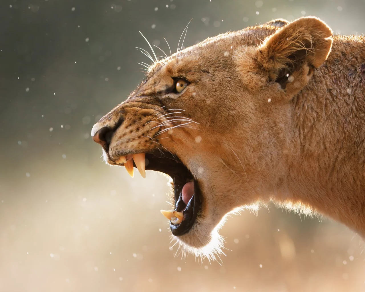 puma, клыки, пума, animals, fangs, lions, львов, животных