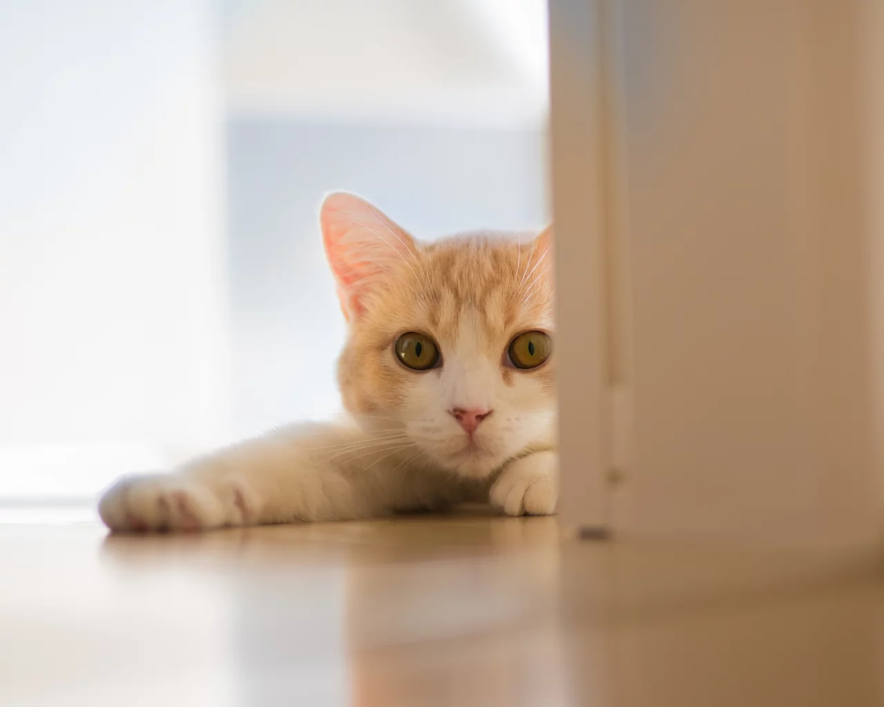 Hannah, c ben torode, кошка