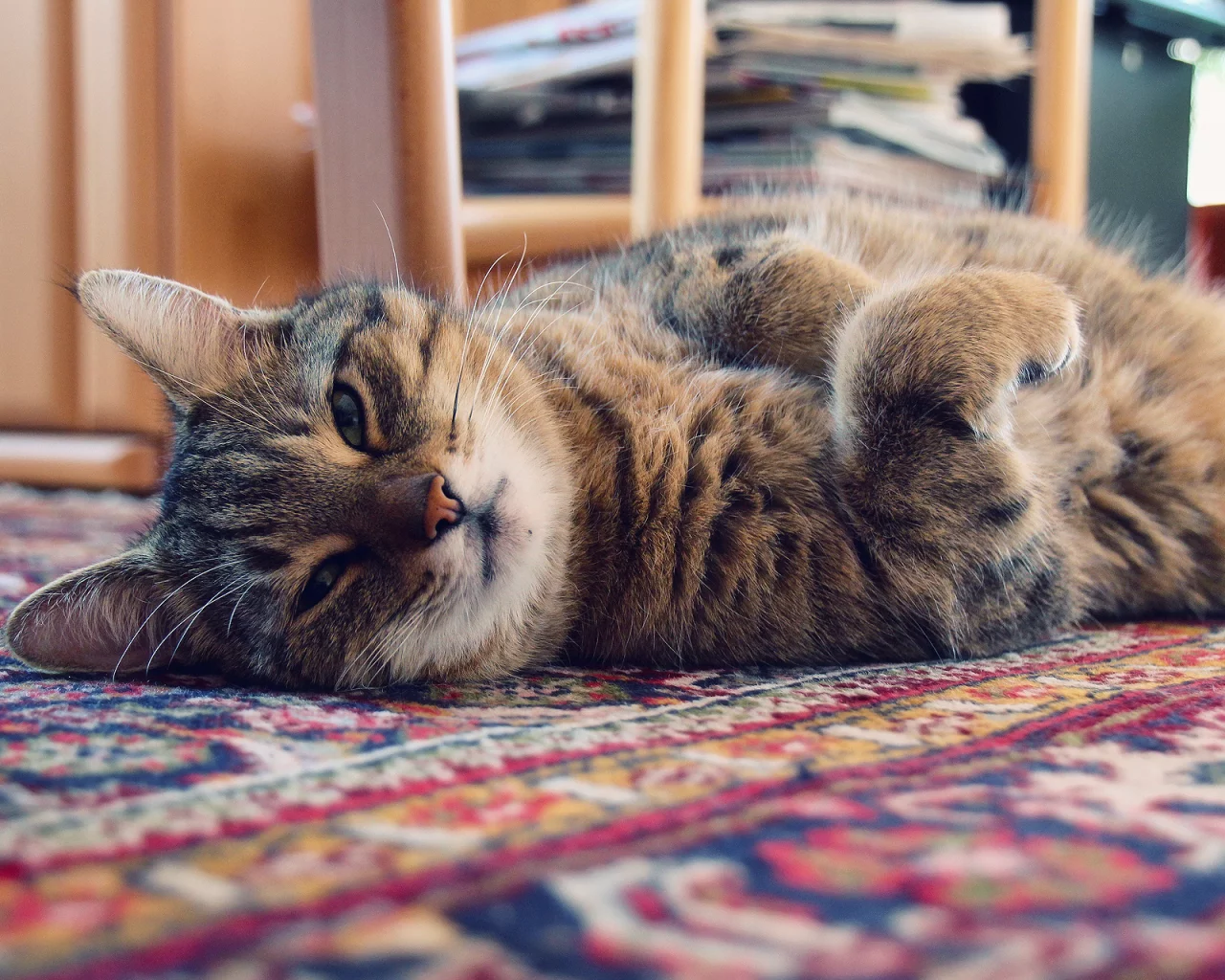 коврик, кот, Котэ, кошка, свет, дом