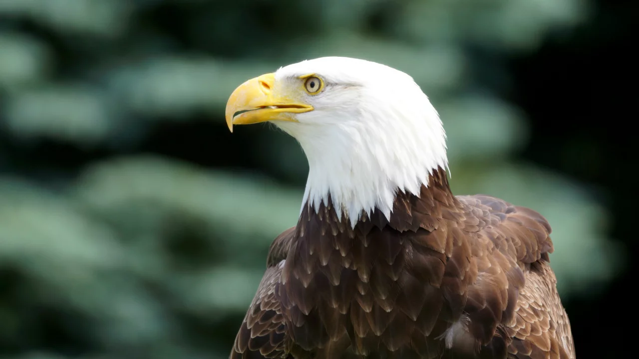 bird, bald eagle, профиль, взгляд, Птица, белоголовый орлан