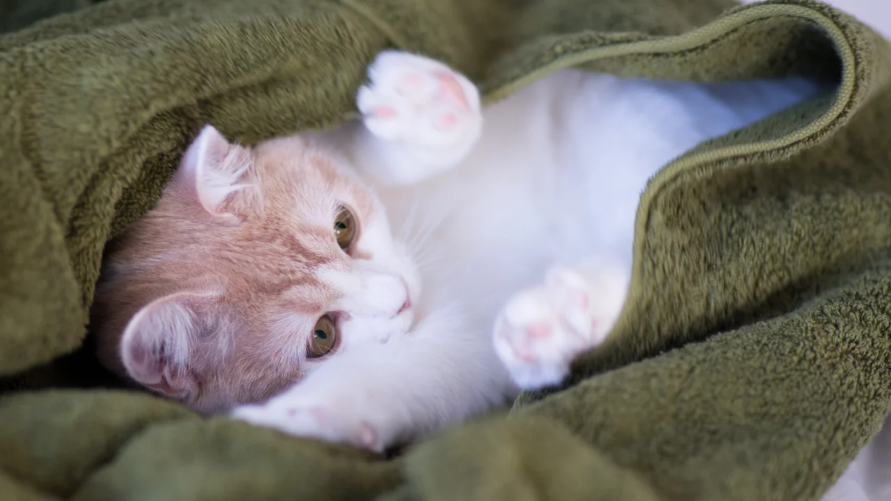 Котёнок, c benjamin torode, hannah, плед
