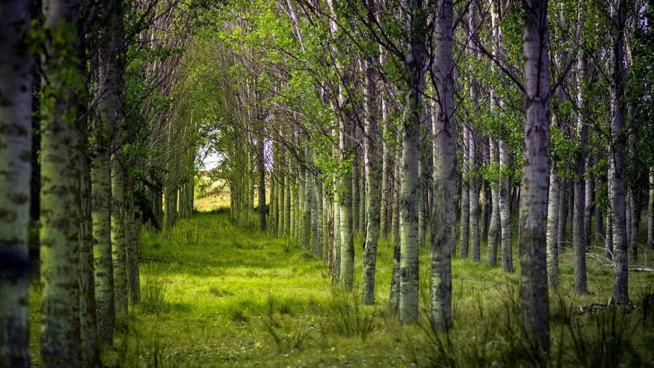 деревья, природа, Лес, лето