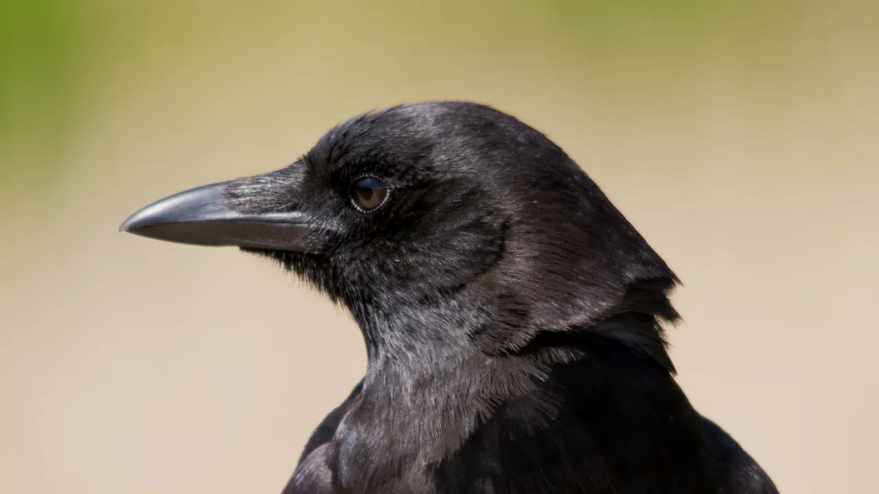 ворон, взгляд, профиль, bird, Птица, raven