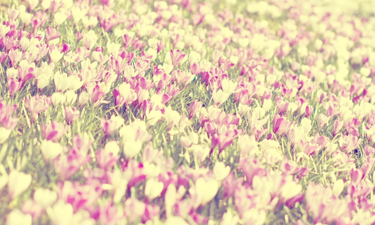 природа, весна, flowers, spring, nature, цветы