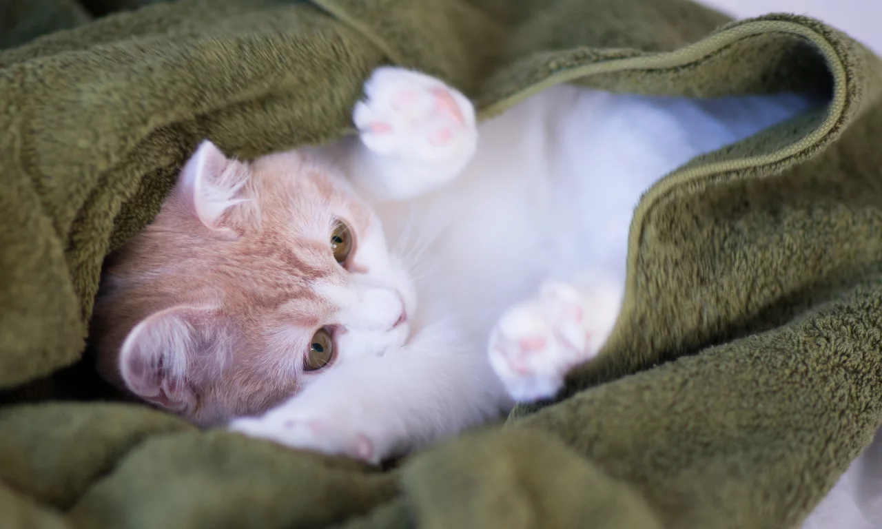 Котёнок, c benjamin torode, hannah, плед