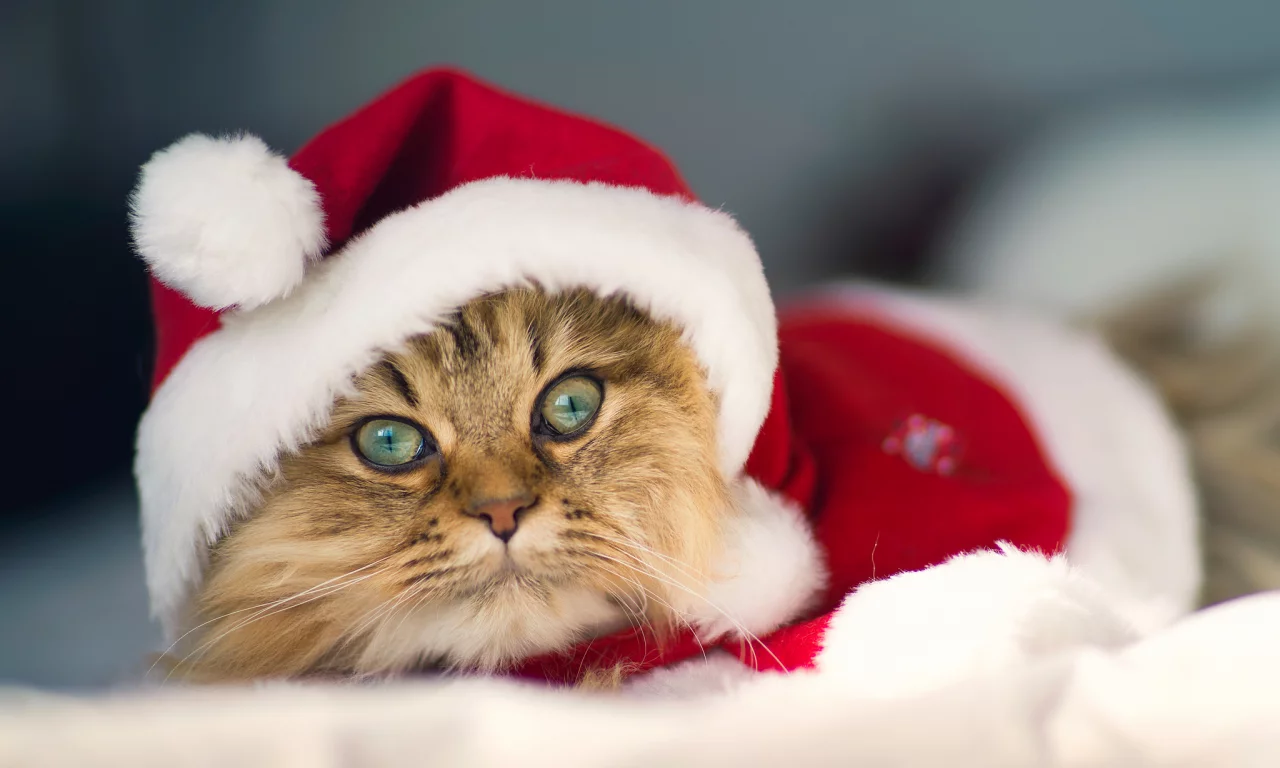 c benjamin torode, костюм, Daisy, christmas cat