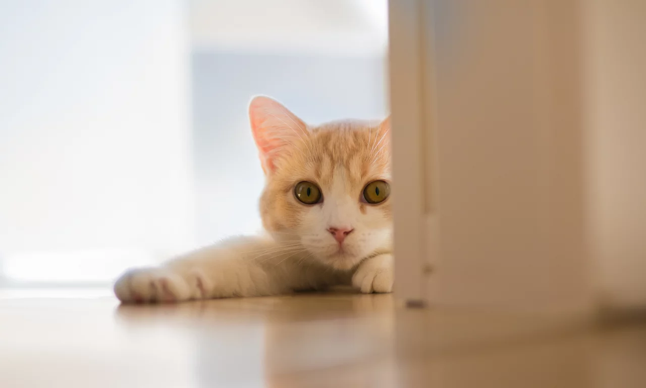 Hannah, c ben torode, кошка